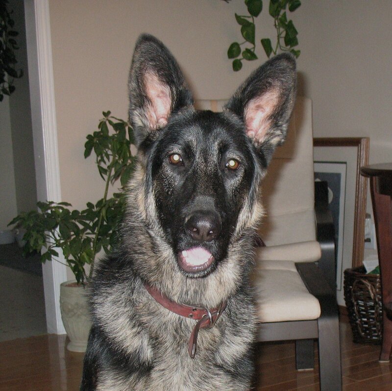 German Shepherd Dog — Black, Calm, Photograph, Plant