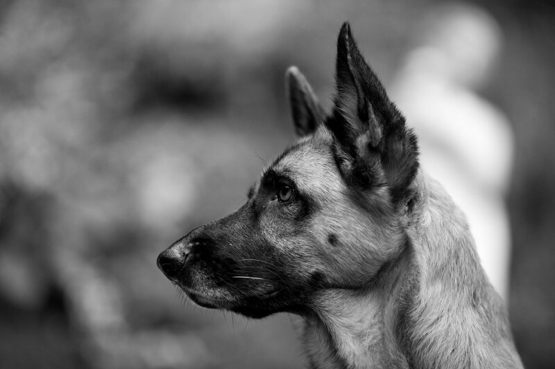 German Shepherd Dog — Black, Calm, Photograph, Profile