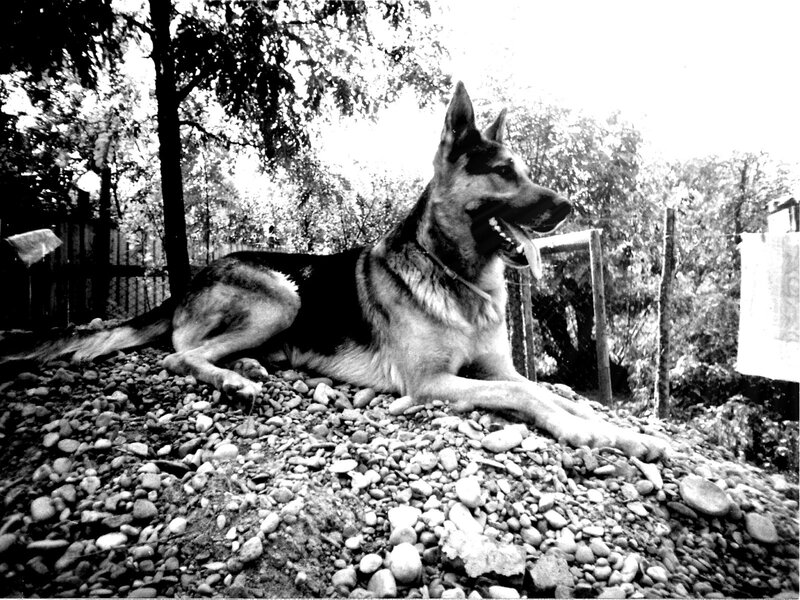 German Shepherd Dog — Black, Calm, Photograph, Rocks