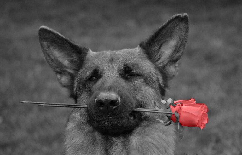 German Shepherd Dog — Black, Calm, Photograph, Rose