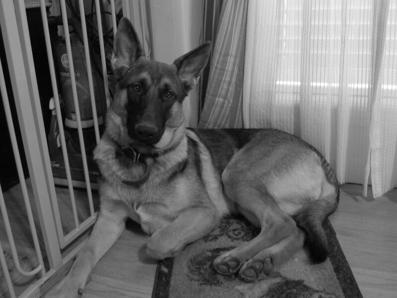 German Shepherd Dog — Black, Calm, Photograph