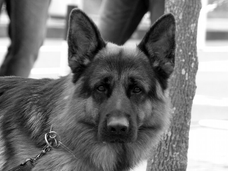 German Shepherd Dog — Black, Calm, Photograph, Tree