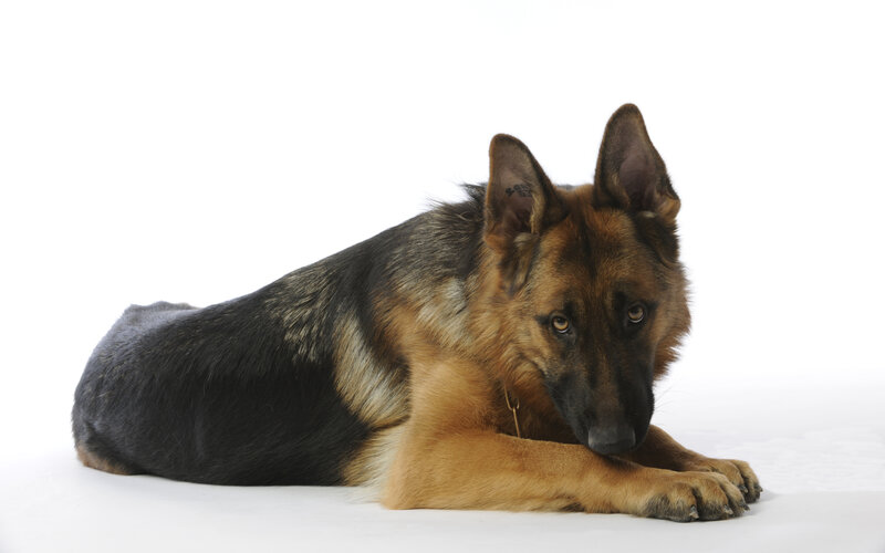 German Shepherd Dog — Black, Calm, Photograph, White Background