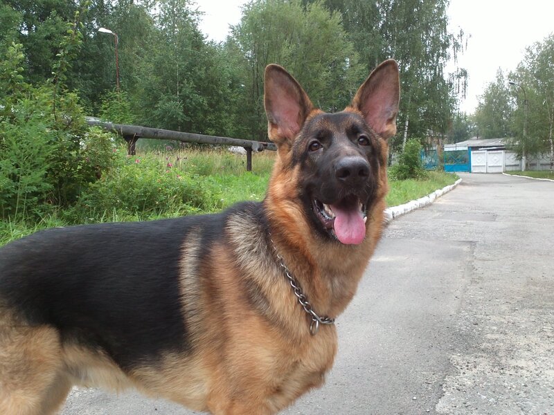 German Shepherd Dog — Black, Calm, Summer