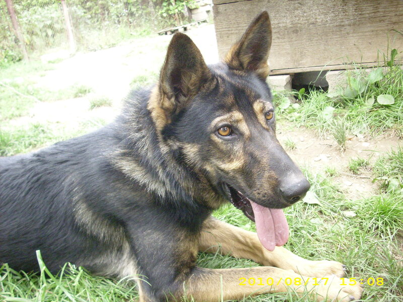 German Shepherd Dog — Black, Calm