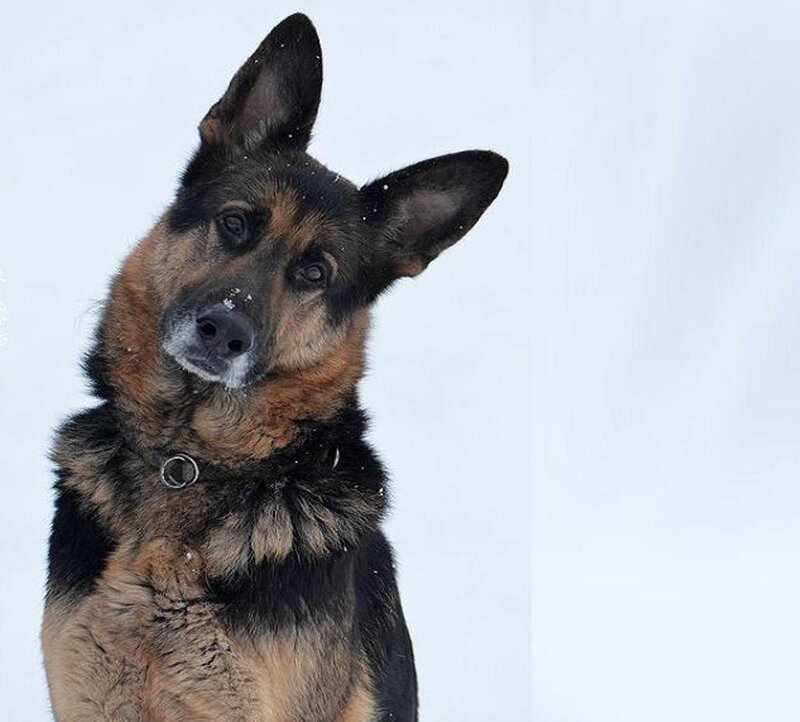 German Shepherd Dog — Black, Calm, Winter, Photograph, Snow