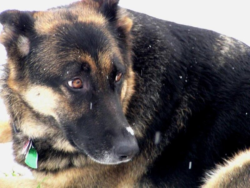 German Shepherd Dog — Black, Calm, Winter, Photograph