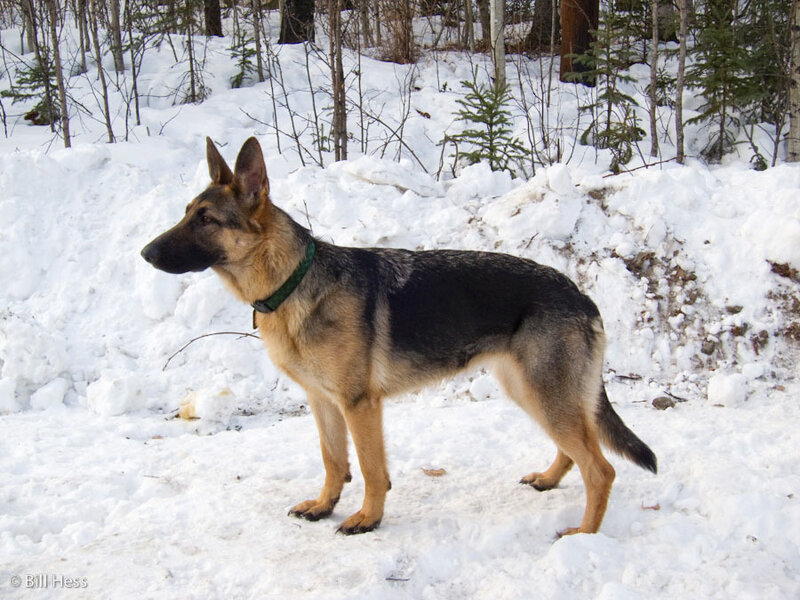 German Shepherd Dog — Black, Calm, Winter
