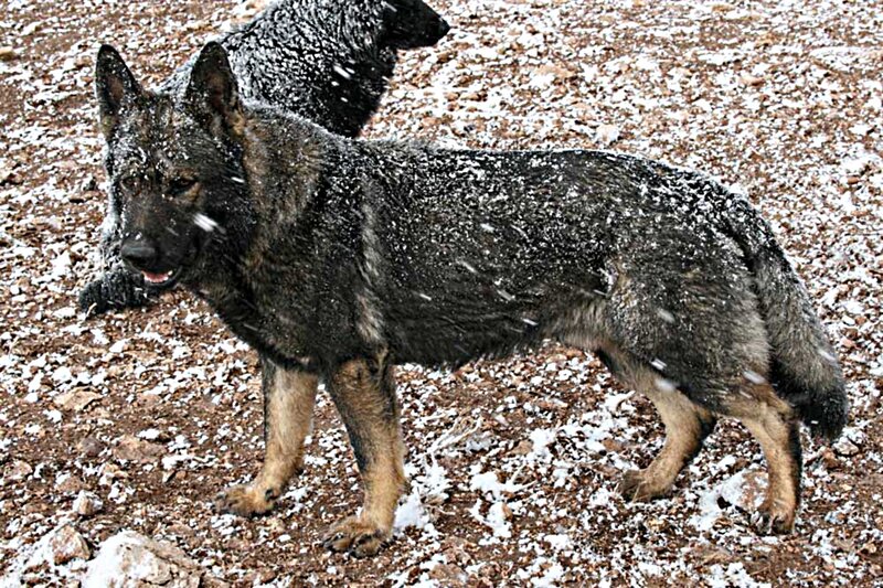 German Shepherd Dog — Black, Cold