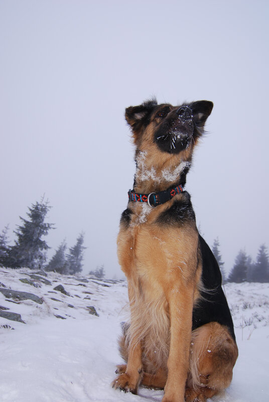 German Shepherd Dog — Black, Cold, Winter