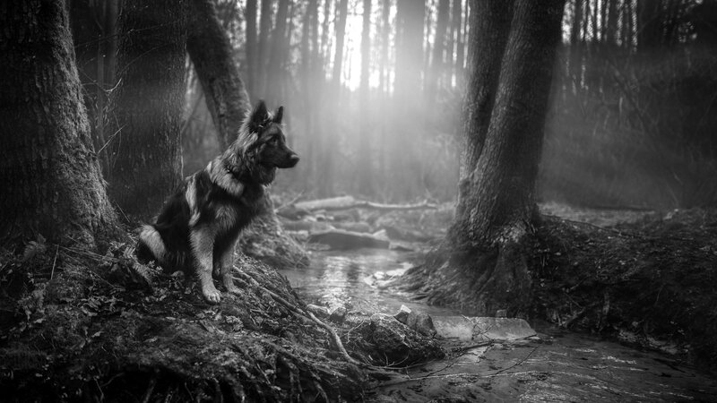 German Shepherd Dog — Black, Dramatic, Morning