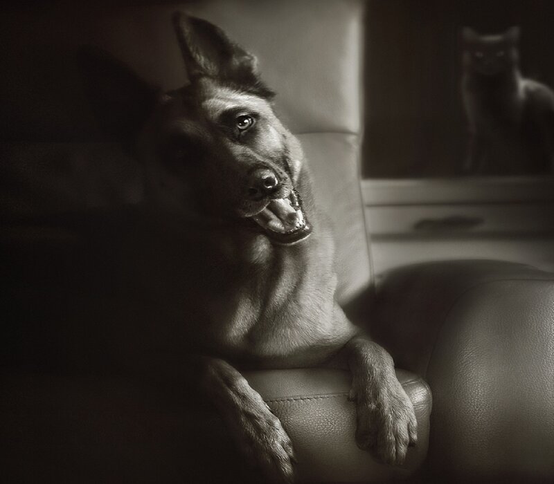 German Shepherd Dog — Black, Dramatic, Night