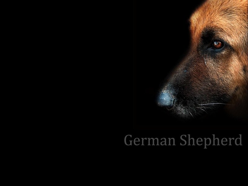 German Shepherd Dog — Black, Dramatic, Photograph, Black Background