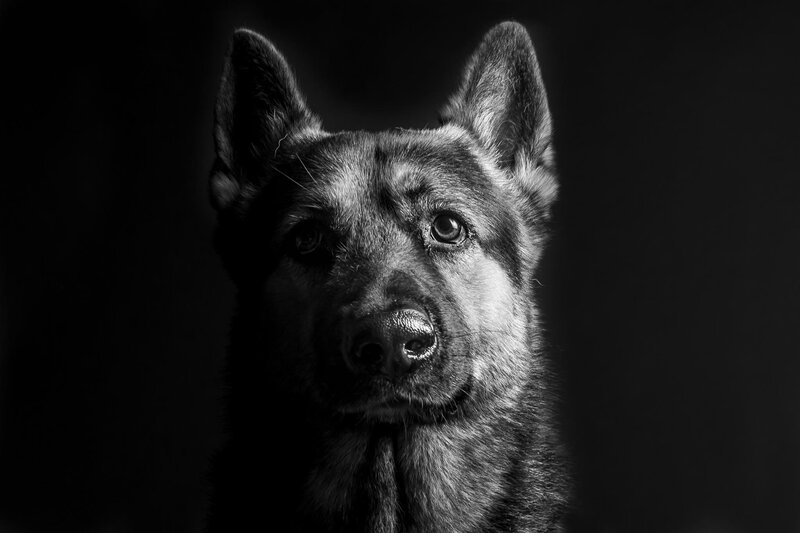 German Shepherd Dog — Black, Dramatic, Photograph, Ears