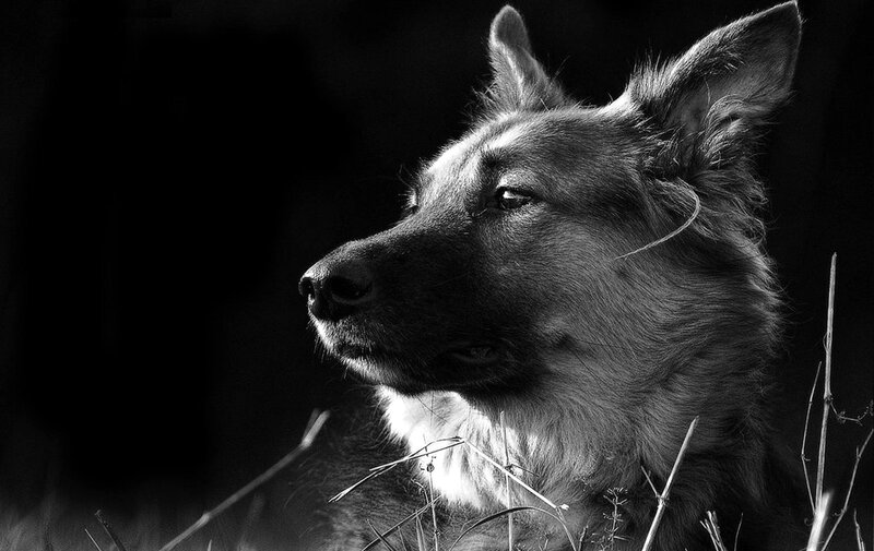 German Shepherd Dog — Black, Dramatic, Photograph