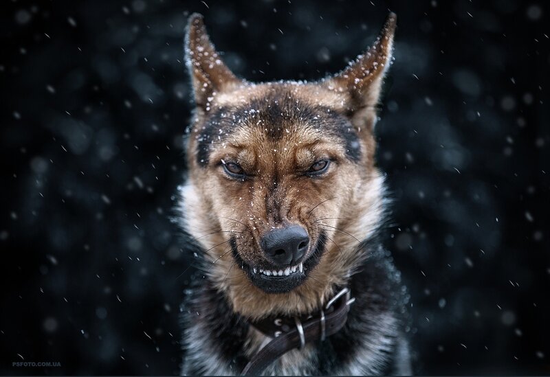 German Shepherd Dog — Black, Dramatic, Winter