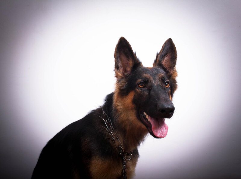German Shepherd Dog — Black, Neutral, Photograph, Collar