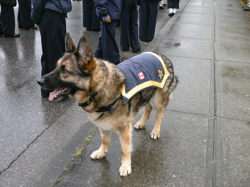 German Shepherd Dog — Black, Neutral, Photograph, People