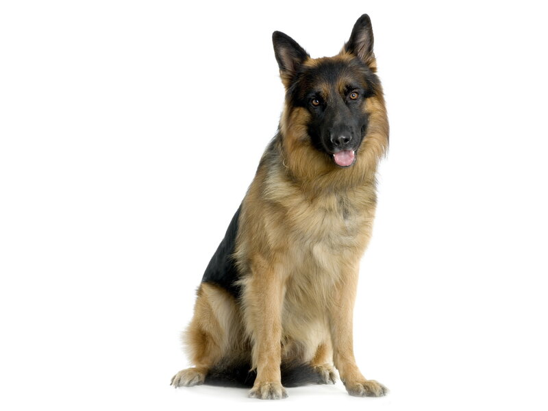 German Shepherd Dog — Black, Neutral, Photograph