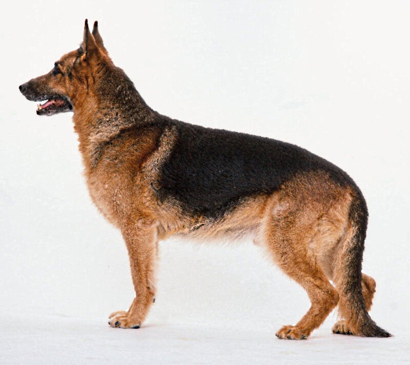 German Shepherd Dog — Black, Neutral, Photograph, White Background