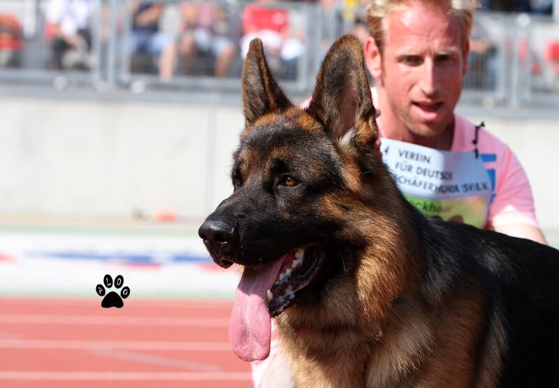 German Shepherd Dog — Black, Outdoor