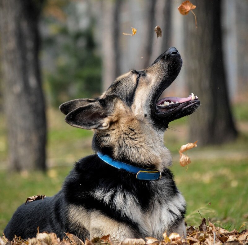 German Shepherd Dog — Black, Playful, Autumn
