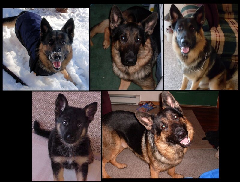 German Shepherd Dog — Black, Playful
