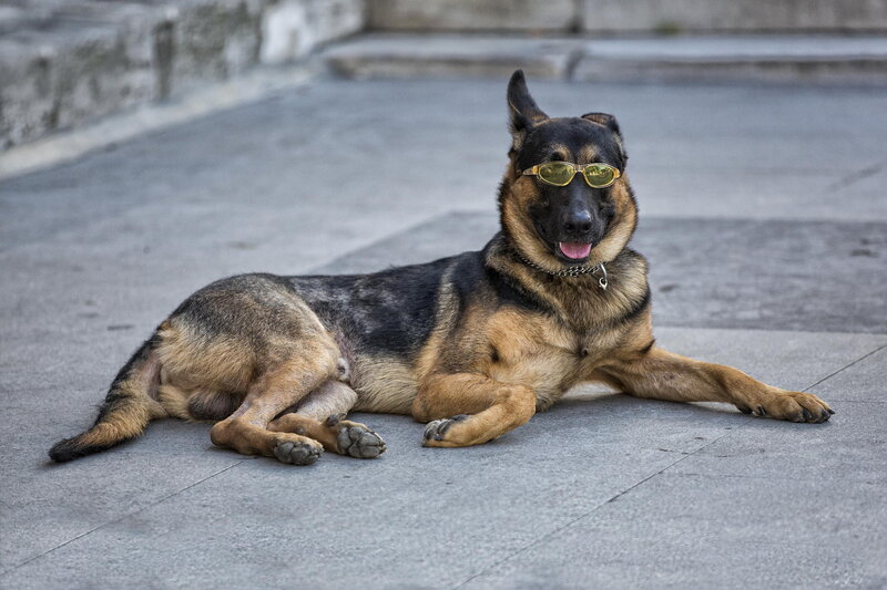 German Shepherd Dog — Black, Relaxed