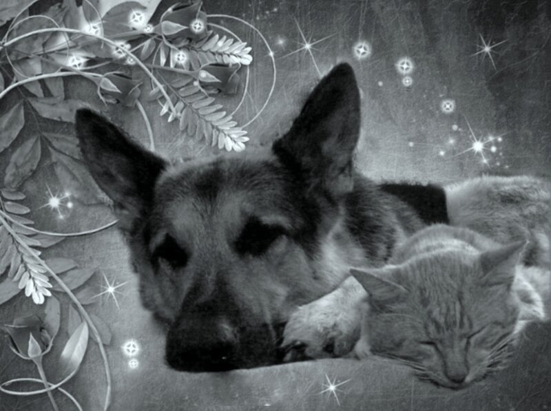 German Shepherd Dog — Black, Serene