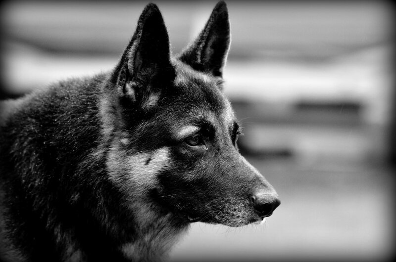 German Shepherd Dog — Black, Serious