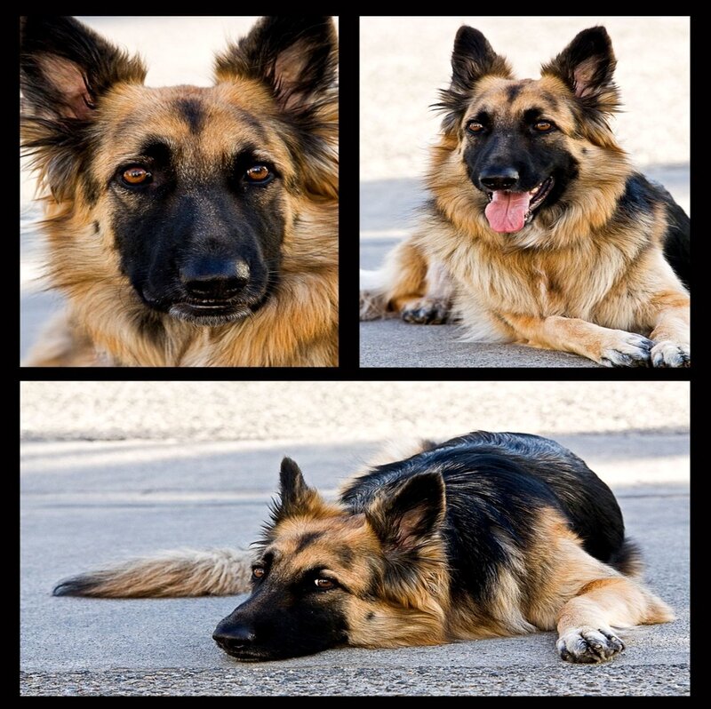 German Shepherd Dog — Black