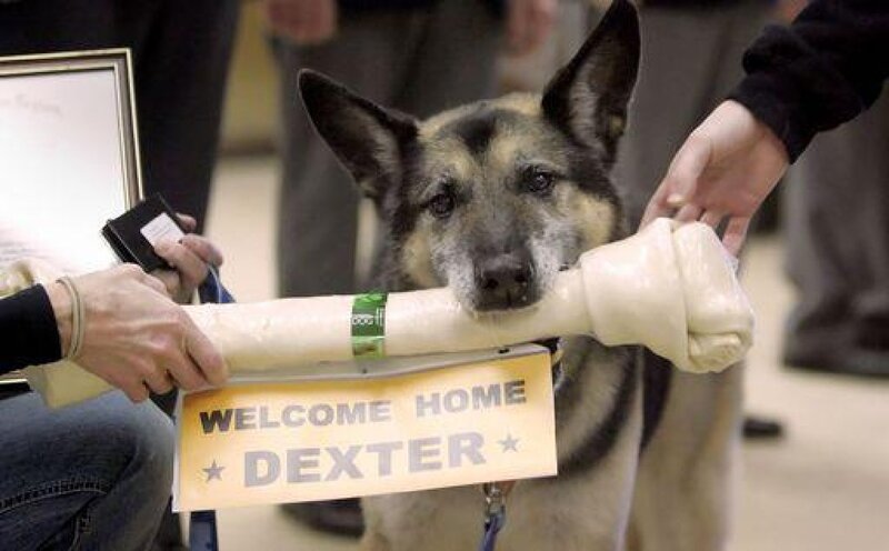German Shepherd Dog — Black, Welcoming