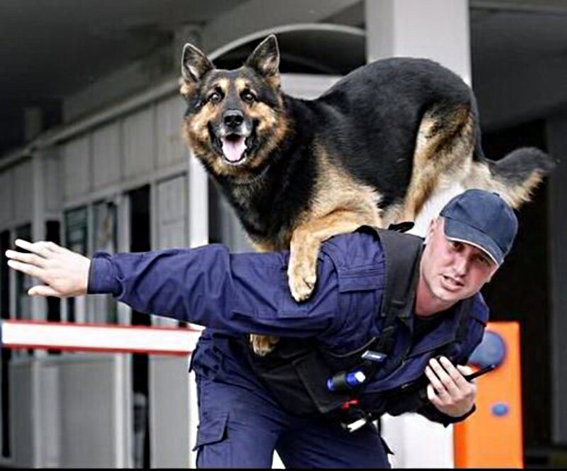 German Shepherd Dog — Blue, Active, Photograph