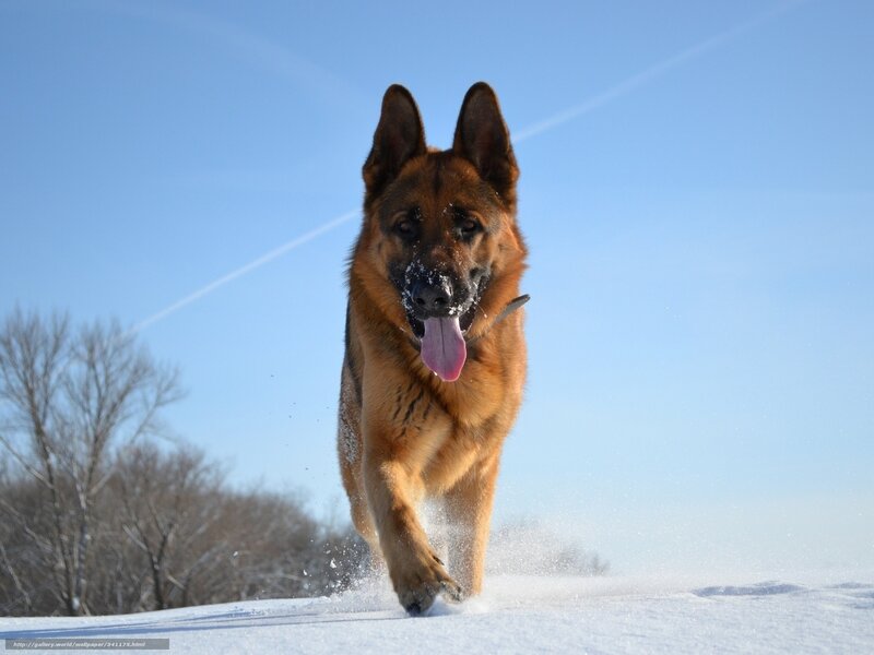 German Shepherd Dog — Blue, Active, Winter
