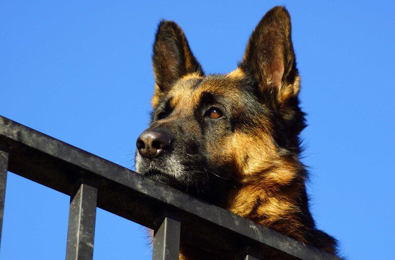 German Shepherd Dog — Blue, Calm, Afternoon, Photograph, Fence