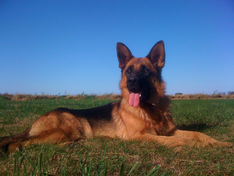 German Shepherd Dog — Blue, Calm, Afternoon, Photograph