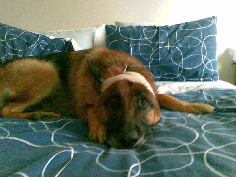German Shepherd Dog — Blue, Calm