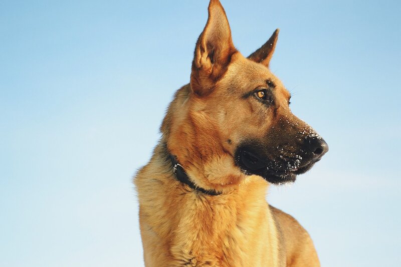 German Shepherd Dog — Blue, Calm, Winter