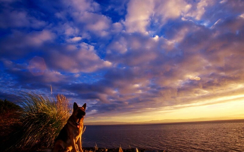 German Shepherd Dog — Blue, Dramatic