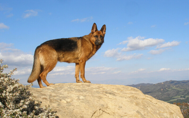 German Shepherd Dog — Blue, Serene, Afternoon