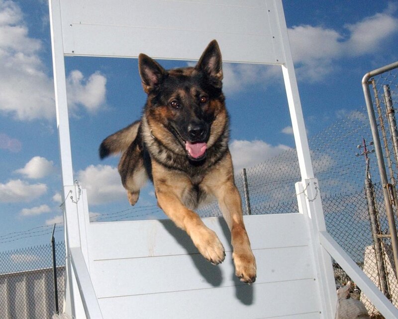 German Shepherd Dog — Blue