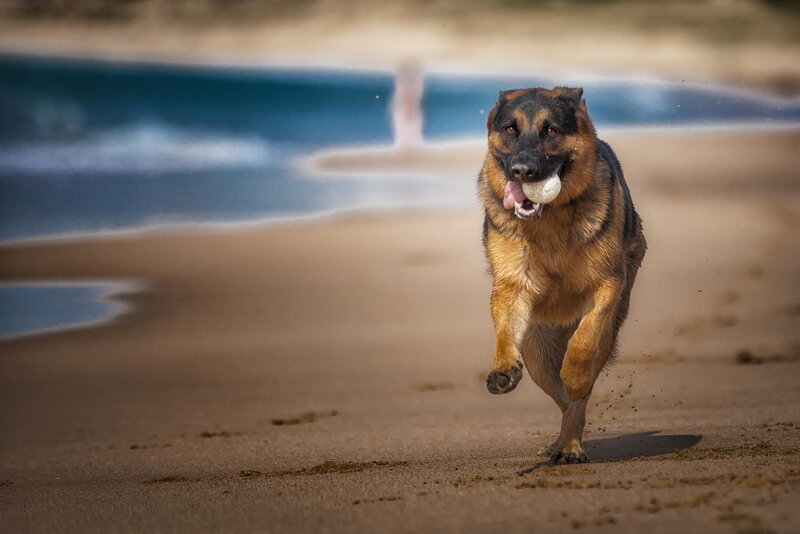 German Shepherd Dog — Brown, Active, Afternoon, Photograph, Ball