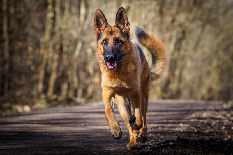 German Shepherd Dog — Brown, Active, Afternoon, Photograph, Forest, Path