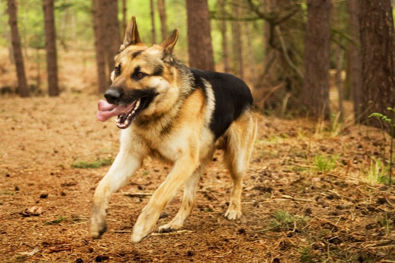 German Shepherd Dog — Brown, Active, Afternoon, Photograph, Forest