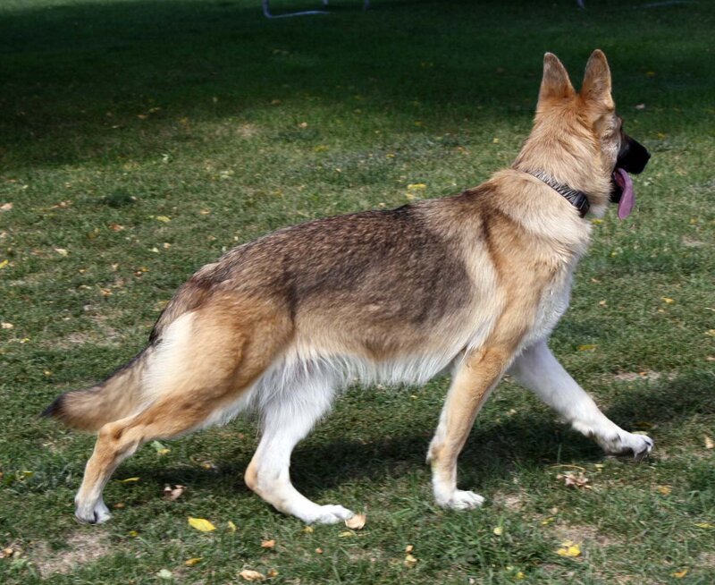 German Shepherd Dog — Brown, Active, Afternoon, Photograph, Grass, Collar