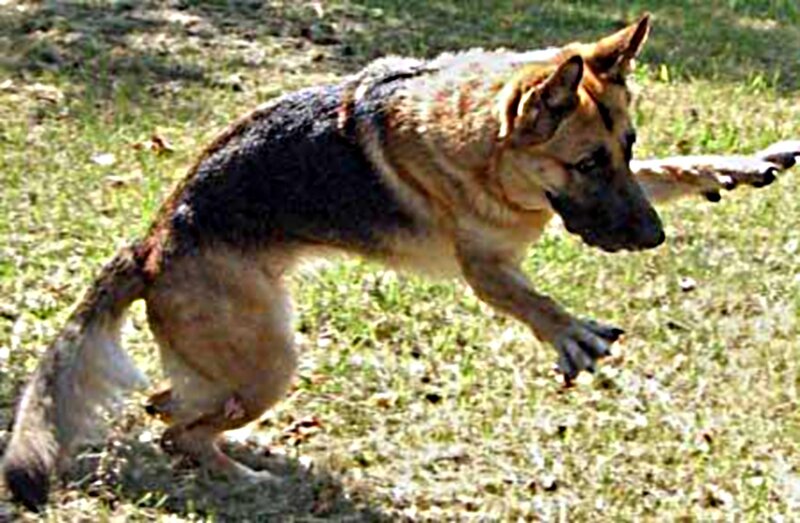 German Shepherd Dog — Brown, Active, Afternoon, Photograph, Grass
