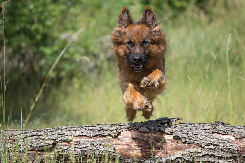 German Shepherd Dog — Brown, Active, Afternoon, Photograph, Log