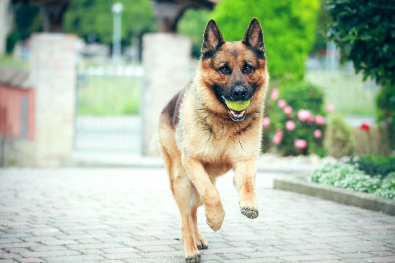 German Shepherd Dog — Brown, Active, Afternoon, Photograph, Tennis Ball, Flowers