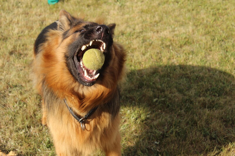 German Shepherd Dog — Brown, Active, Afternoon, Photograph, Tennis Ball