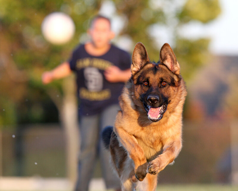 German Shepherd Dog — Brown, Active, Afternoon, Photograph